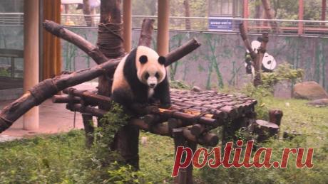 Как мы искали панду в зоопарке Гуанчжоу В зоопарке Гуанчжоу мы побывали в 2014 году в апреле. Очень мне хотелось увидеть там панд. Данному зоопарку в этом году исполняется 60 лет, считается одним из крупнейших не только в Китае, но и во всей Азии....