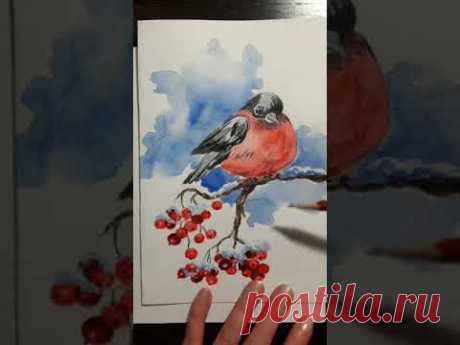 Рисуем снегиря акварелью. Для новичков - YouTube