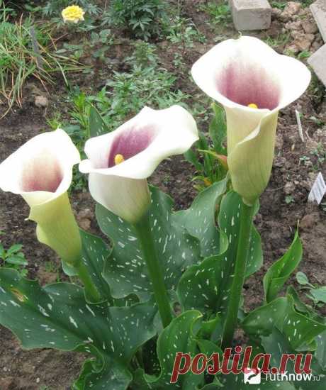 Каллы в саду и дома
