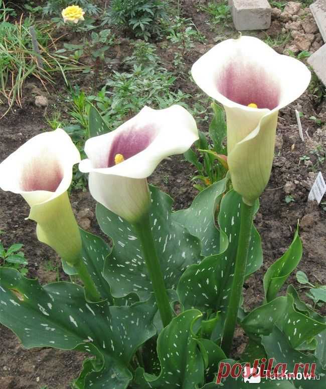 Каллы в саду и дома