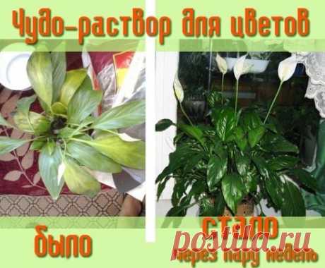 Чудо раствор для цветов
