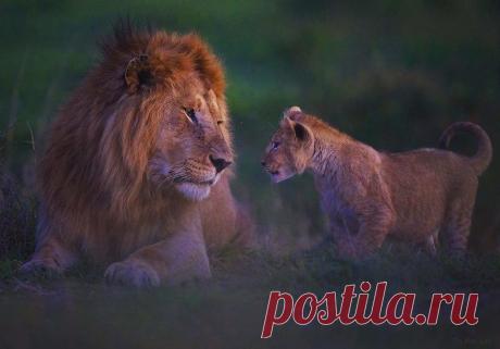 Смешная дикая природа