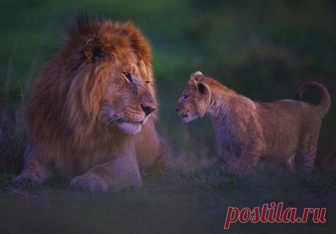 Смешная дикая природа