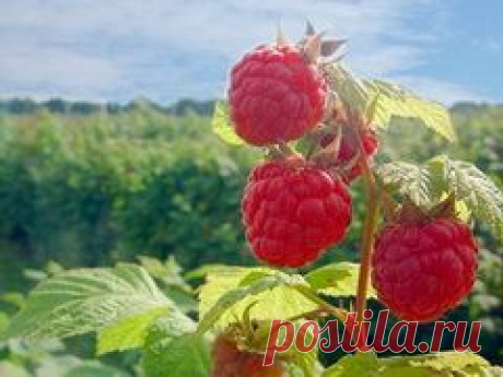Выращивание малины | Природное земледелие