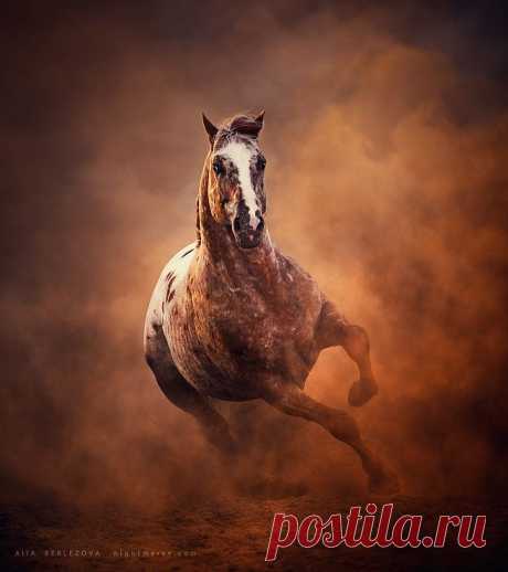Идеальные фотографии лошадей - грация, краса и сила ...