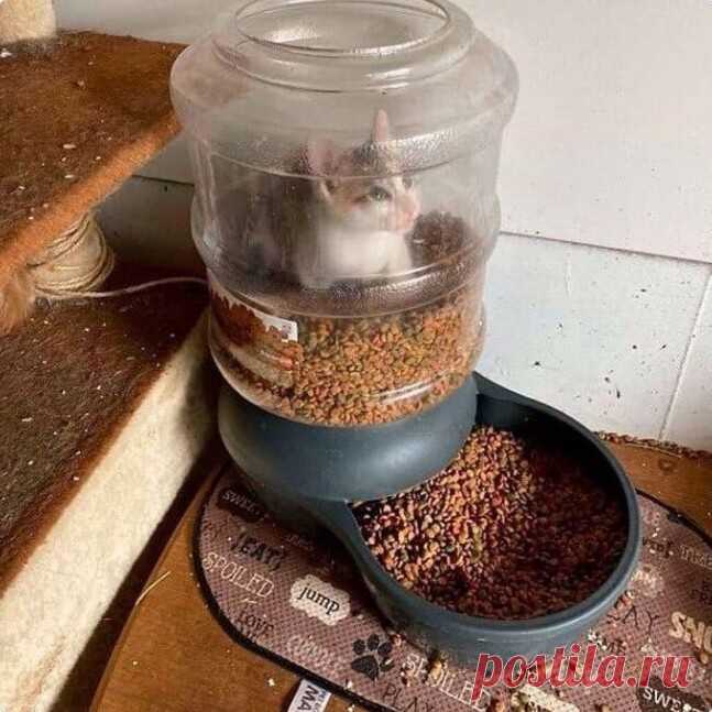 Жадность фраера сгубила: домашние питомцы, которые попали в неловкую