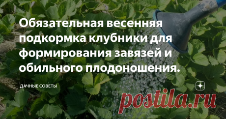 Обязательная весенняя подкормка клубники для формирования завязей и обильного плодоношения. Клубника - это ягода, которая нравится очень многим. Но, чтобы получить  хороший урожай, её необходимо регулярно подкармливать.
И первую  подкормку лучше всего провести в середине весны, как только появятся  первые листья.
Но очень важно подобрать правильные удобрения. Если внести не те удобрения или не в то время, можно изрядно навредить культуре.
В середине или в конце апреля клубника начинает