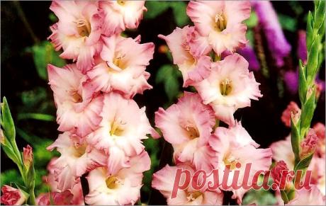 Как правильно посадить гладиолусы и ухаживать за ними