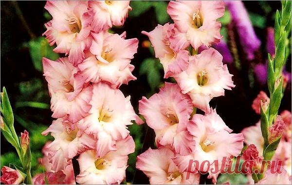 Как правильно посадить гладиолусы и ухаживать за ними