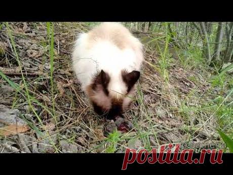 Котофейка ест мышку.