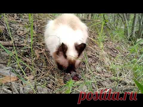 Котофейка ест мышку.