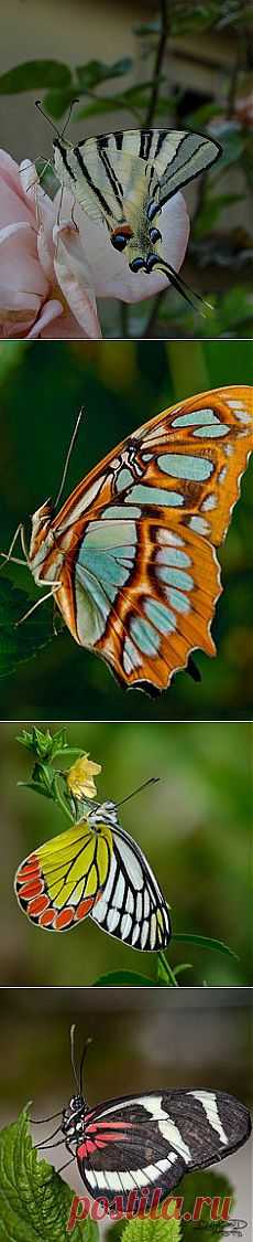 Butterfly on a Pink Rose | Butterflies