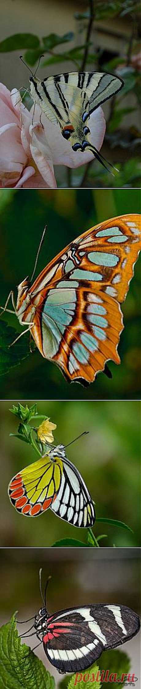 Butterfly on a Pink Rose | Butterflies