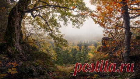 Яндекс.Фотки