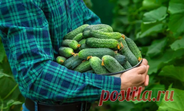 Почему горчат огурцы и как этого избежать