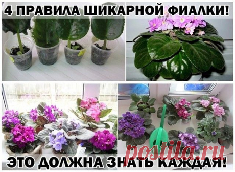 ПРАВИЛА ШИКАРНОЙ ФИАЛКИ!