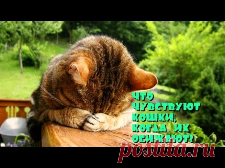 Что чувствуют кошки, когда их обижают