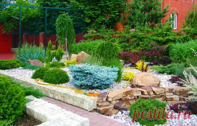 Низкие хвойные растения: виды и сорта, фото, использование в ландшафтном дизайне