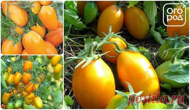 Низкорослые томаты – самые урожайные сорта