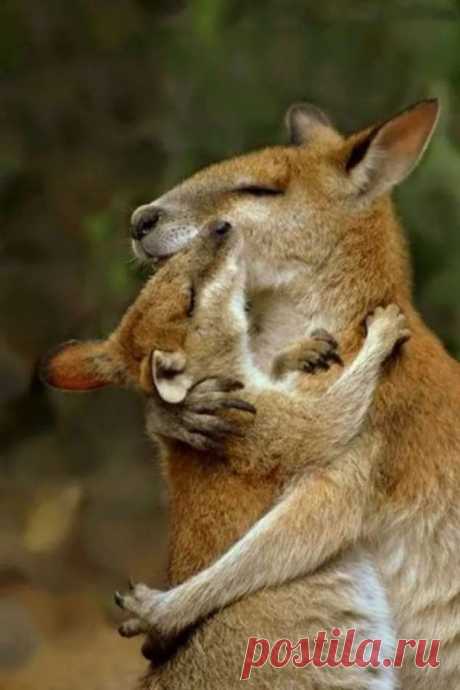 Пуси-пуси юмор для девушек и женщин. Подборка прикольных картинок и фото №ofigennaja-pusi-25260918052020 | Офигенная