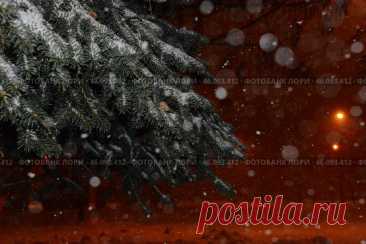 A coniferous tree covered in snow with a blurry background Стоковое фото, фотограф Ilaronsia / Фотобанк Лори