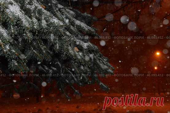 A coniferous tree covered in snow with a blurry background Стоковое фото, фотограф Ilaronsia / Фотобанк Лори