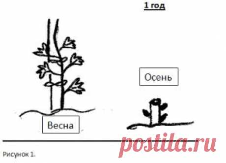 Виноградный куст: обрезка и формирование куста