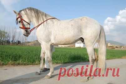 Pakistani horses