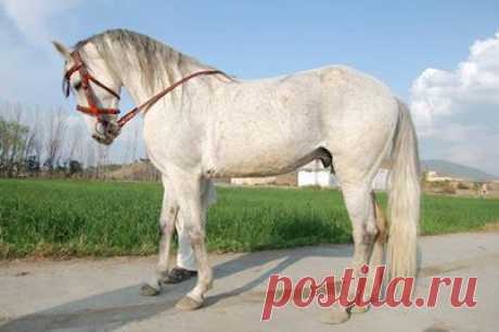 Pakistani horses