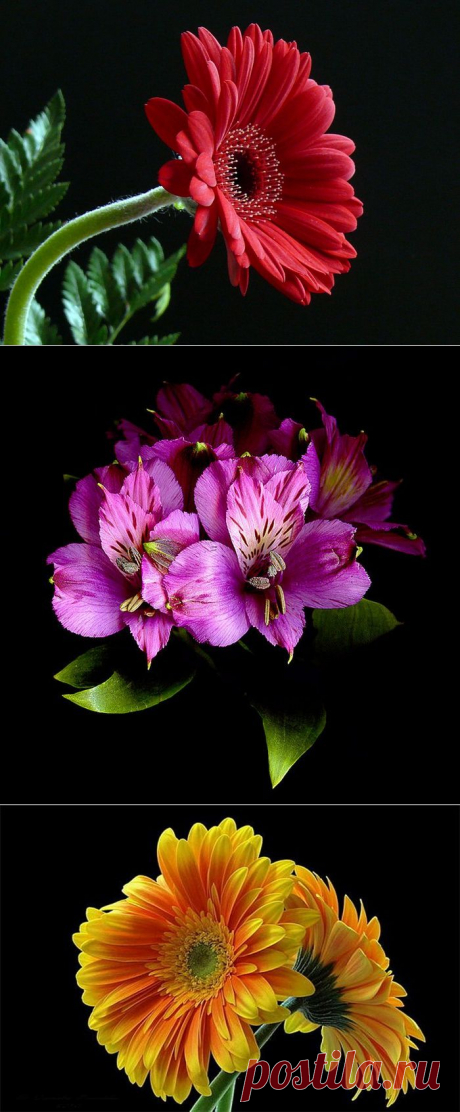 ЦВЕТЫ НА ЧЁРНОМ....
