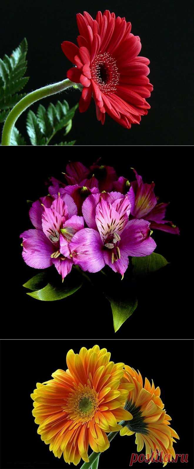 ЦВЕТЫ НА ЧЁРНОМ....