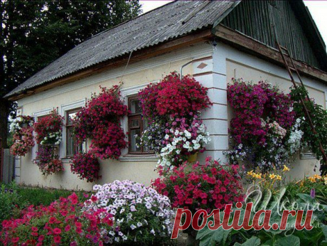 Школа цветоводства 🌸 Наш дом всегда в цветах 🌸