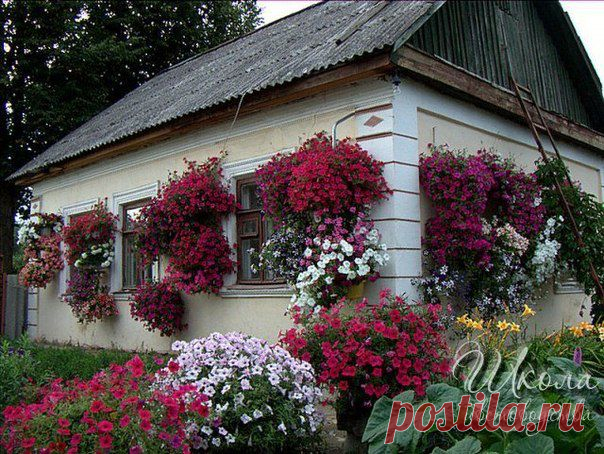 Школа цветоводства 🌸 Наш дом всегда в цветах 🌸