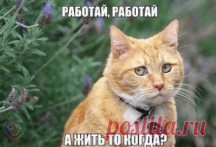 Книга - Рекордов