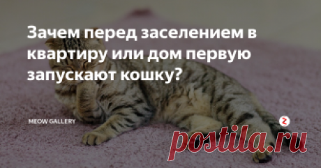 Зачем перед заселением в квартиру или дом первую запускают кошку? Все слышали версию,что кошку запускают для того,чтобы она как бы взяла на себя карму владельца квартиры, и если что-то пойдет не так в ней, будет этот громоотвод - кошка. То есть беда случится с ней,а не с вами,(не дай бог,конечно,ни с кем!).
Примета запускать первой кошку в новый дом имеет глубокие корни, но вот уже мало кто знает почему это делалось, и так:
кошки очень тонко чувствуют плохую эне