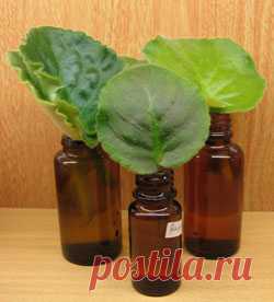 Размножение фиалки: укоренение листа фиалки