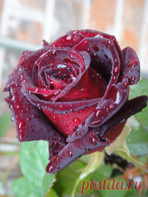 Black Baccara Rose