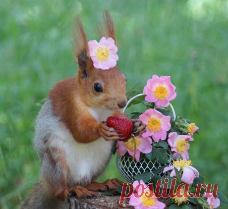 Фото: ***. Наташа С. Фото животных - Фотосайт Расфокус.ру