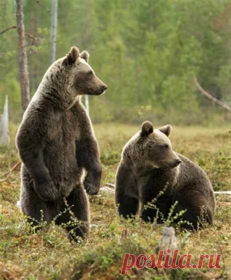 Мишка косолапый / cute bear – Google+