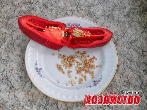 Собираем свои семена