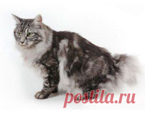 Курильский бобтейл – короткохвостое чудо| Perfect Fit