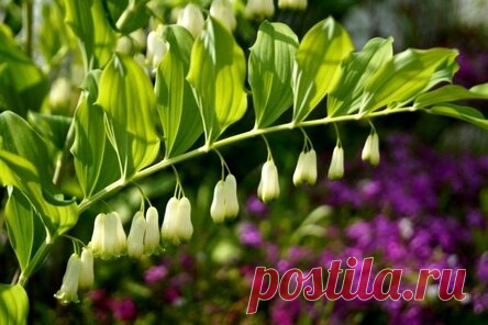 Купена, или Соломонова печать