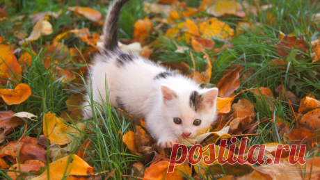 кот и осень обои - Поиск в Google