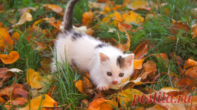 кот и осень обои - Поиск в Google