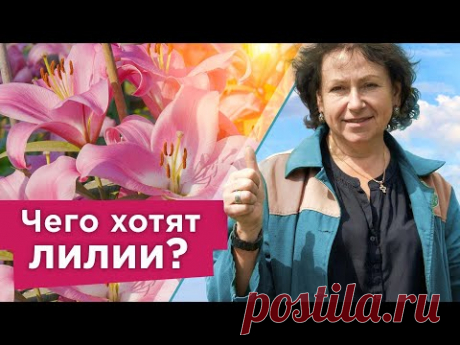 ЯРКОЕ И ПЫШНОЕ ЦВЕТЕНИЕ ЛИЛИЙ ГАРАНТИРОВАНО при таком уходе! Важные нюансы при выращивании лилий