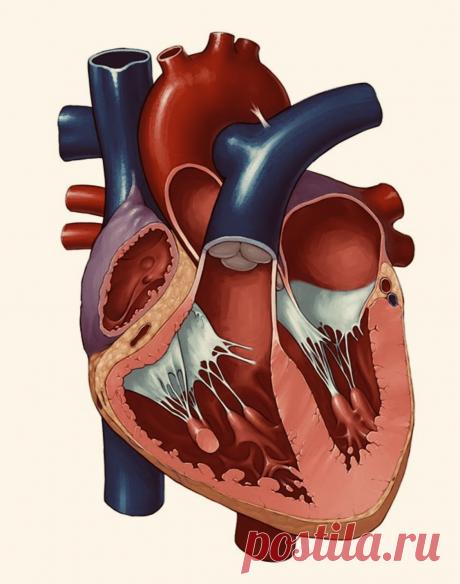 ВИДЕО. Органы кровообращения Строение и работа сердца | PortalBio
