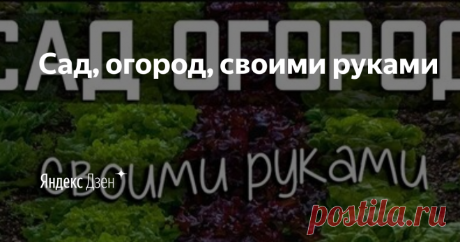 Сад, огород, своими руками | Яндекс Дзен