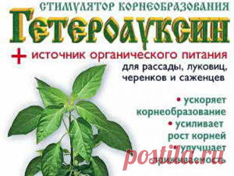 Как применять Гетероауксин для стимуляции роста корней | Дача - впрок