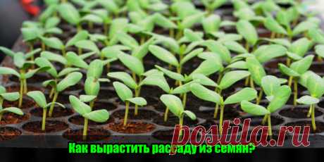 Как вырастить рассаду из семян? | Полезные советы