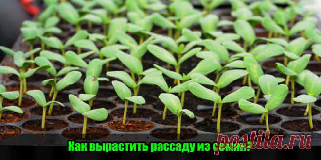 Как вырастить рассаду из семян? | Полезные советы